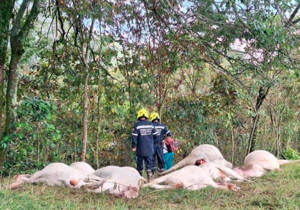 Caída de un rayo mató a 17 reses en zona rural de Medellín