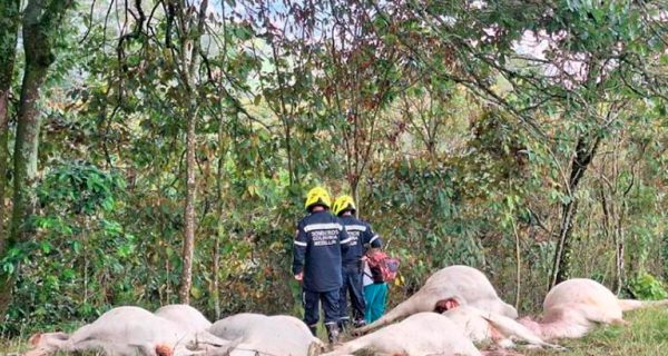 Caída de un rayo mató a 17 reses en zona rural de Medellín