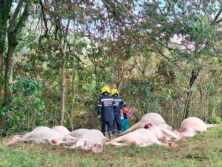 Caída de un rayo mató a 17 reses en zona rural de Medellín